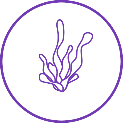 Антицеллюлитная линейка с черноморскими водорослями